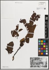 Foto von Salix L.